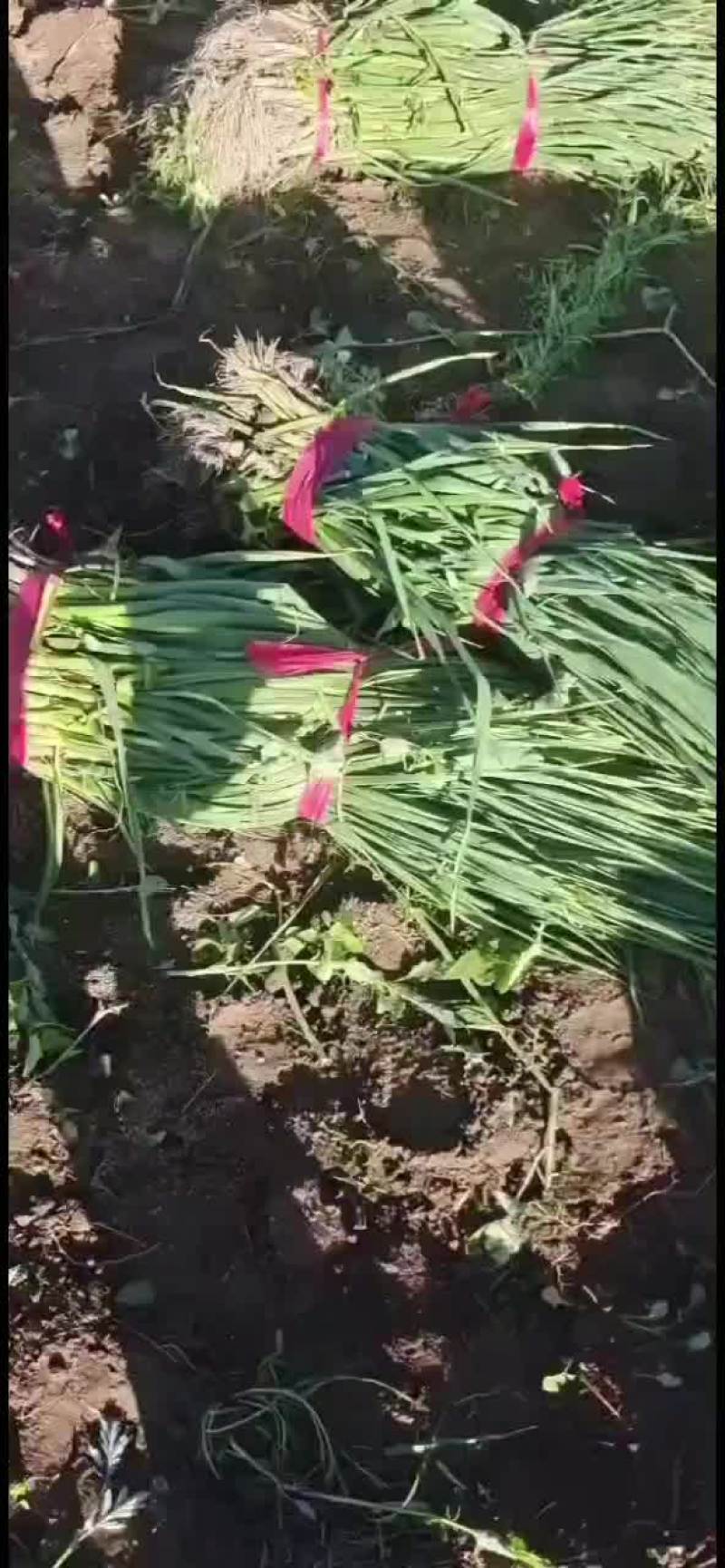 青海高原一点红蒜苗。