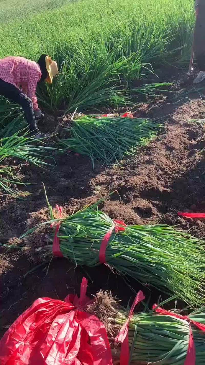 青海高原一点红蒜苗。