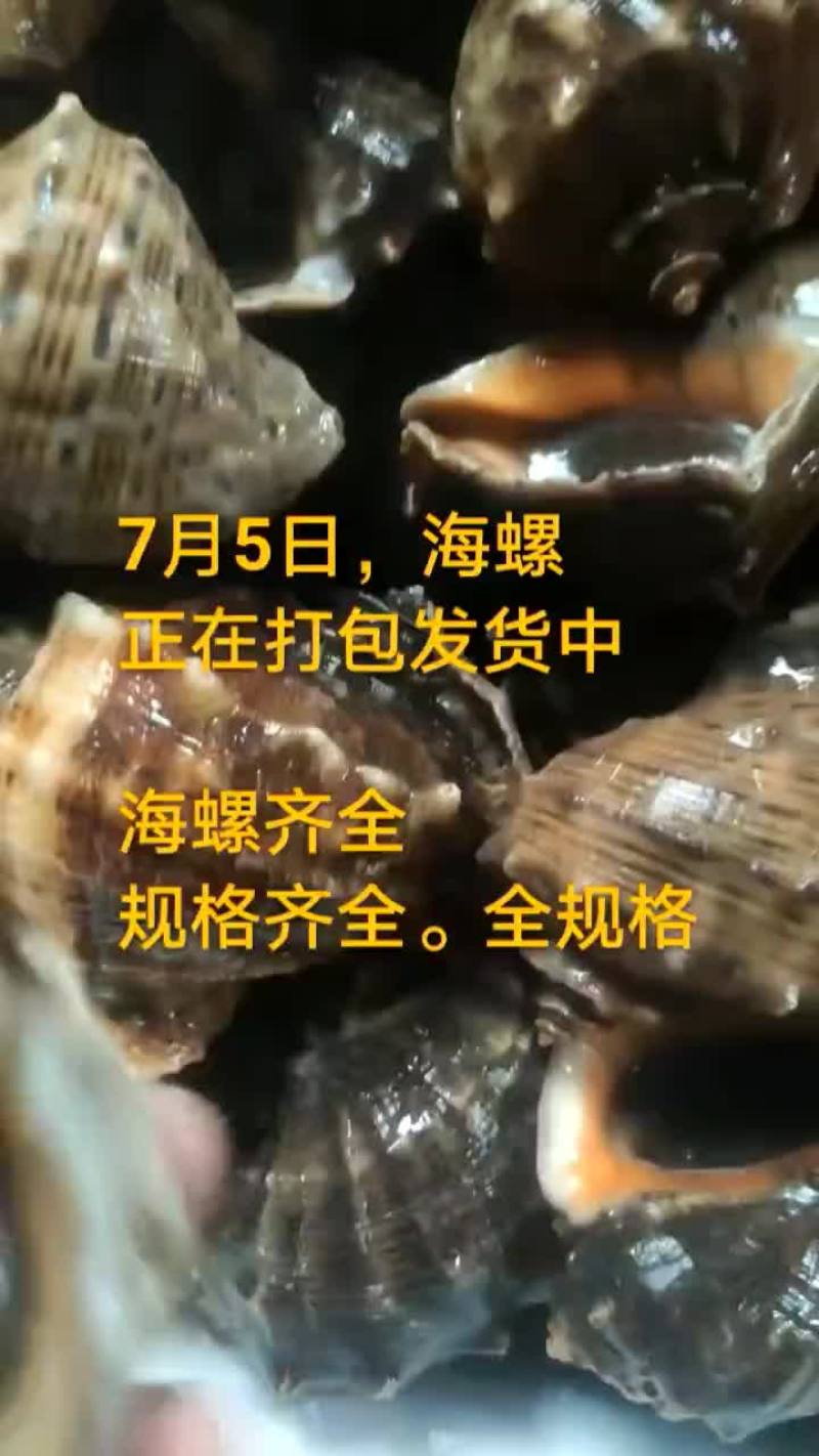 海螺
