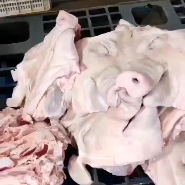 肥猪无耳头