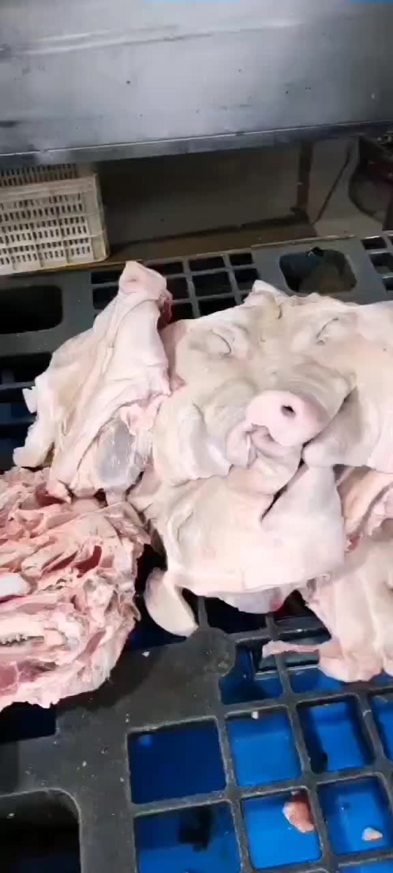肥猪无耳头