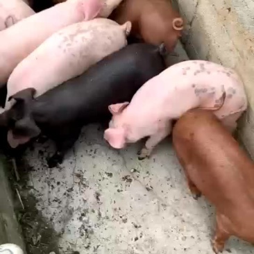 三杂猪