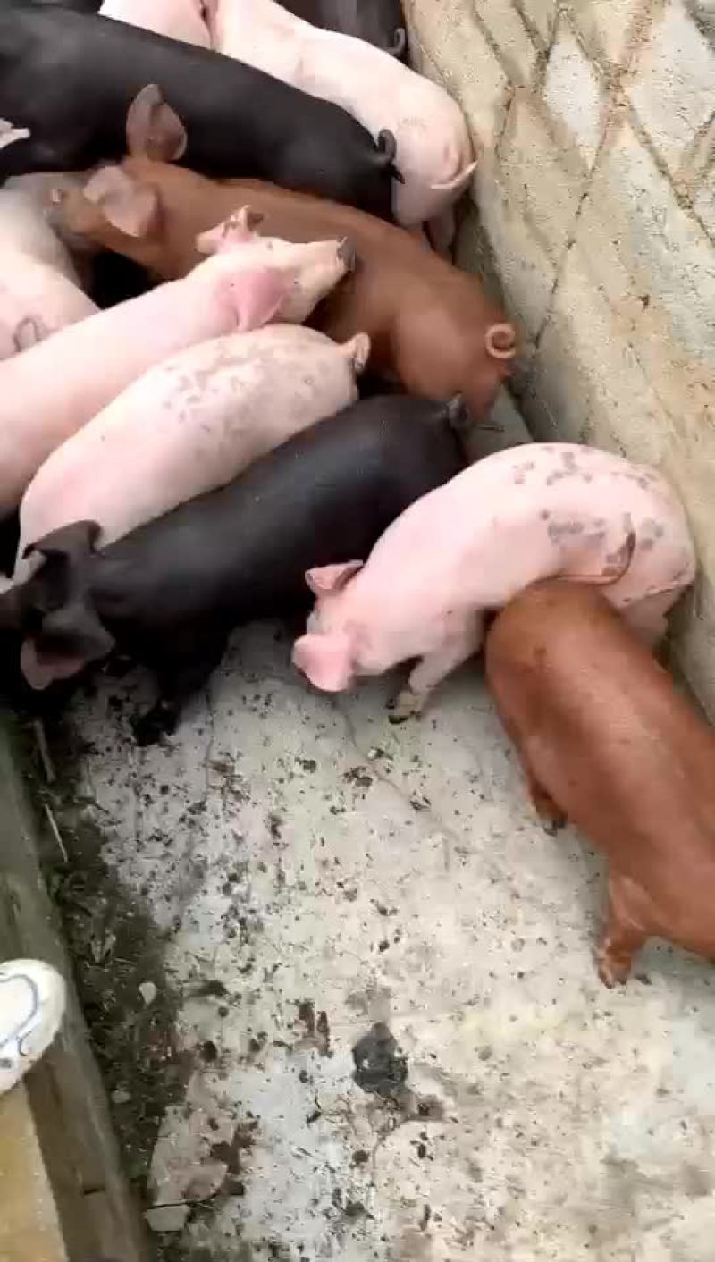 三杂猪