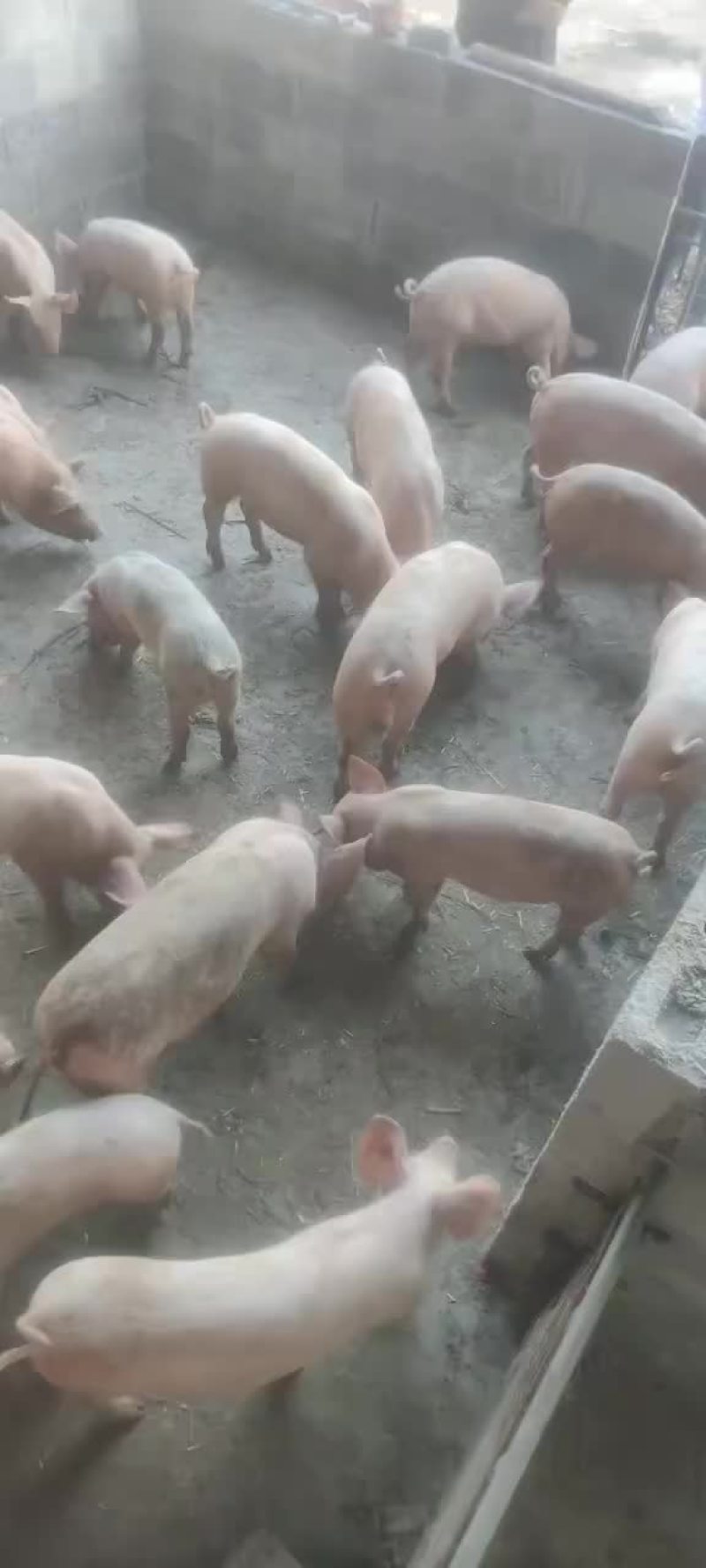 三杂猪