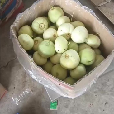 甜宝甜瓜