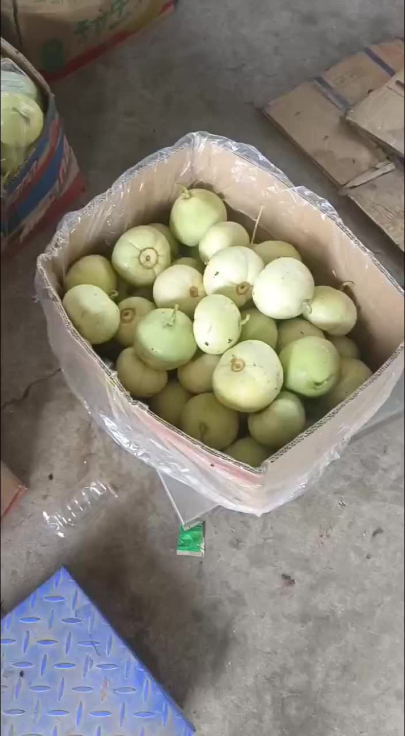 甜宝甜瓜