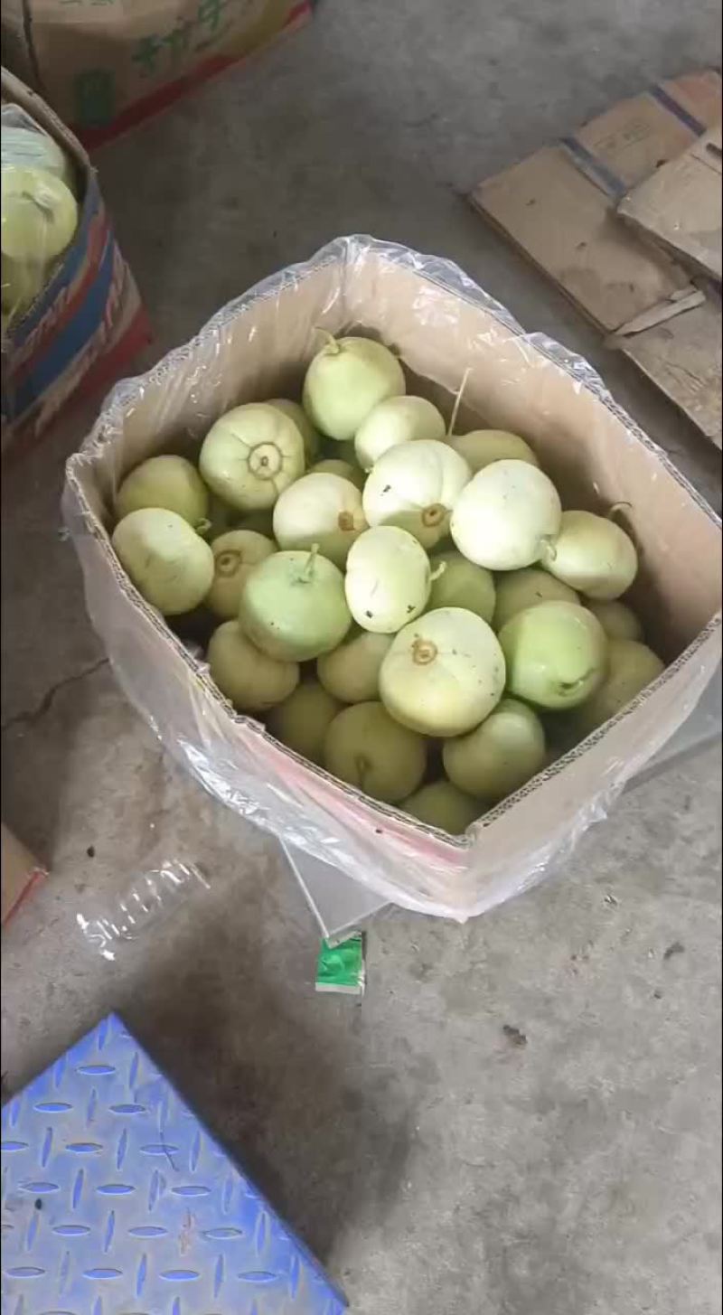 甜宝甜瓜