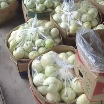 甜宝甜瓜天天现货，口感不错