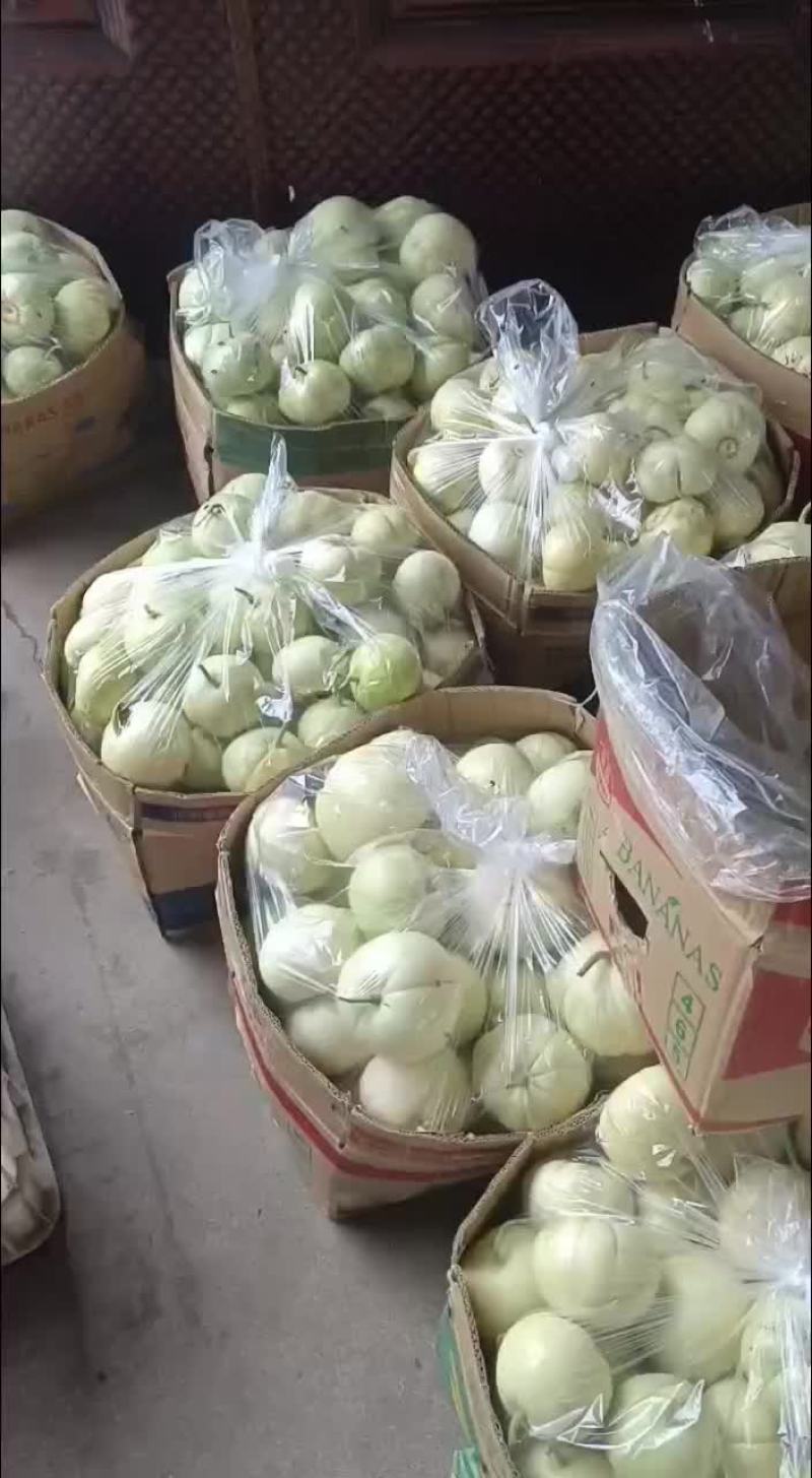 甜宝甜瓜天天现货，口感不错
