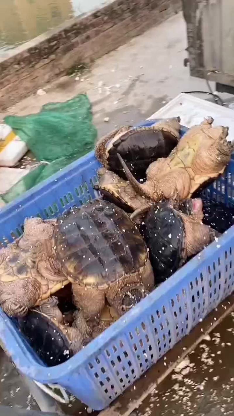 商品鳄鱼龟，基地直供，五斤到二十斤的，支持全国发货
