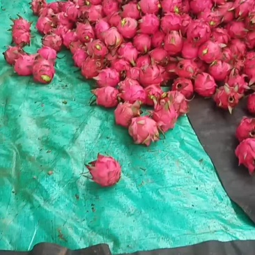 红心火龙果