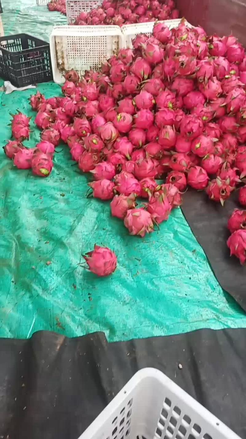 红心火龙果
