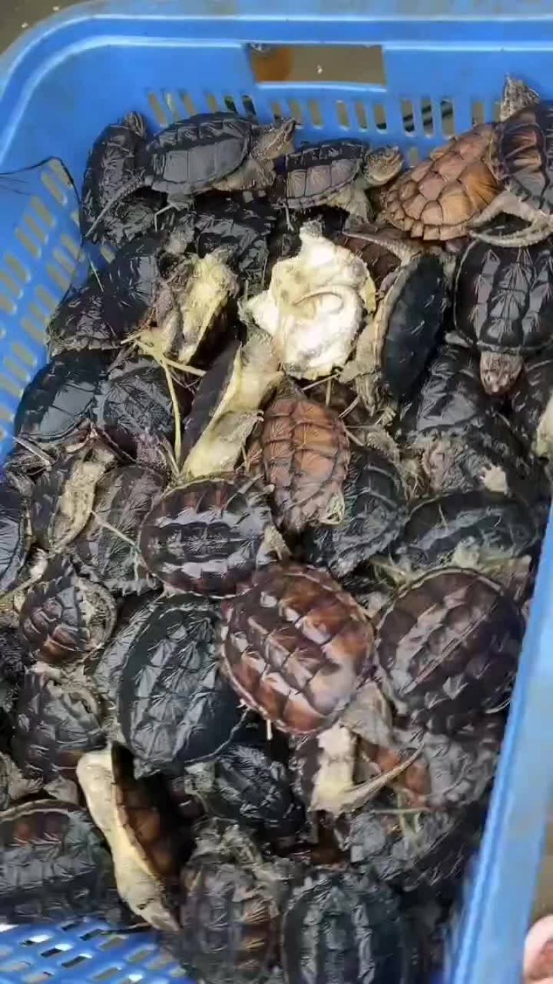 商品鳄鱼龟，基地直供，五斤到二十斤的，支持全国发货