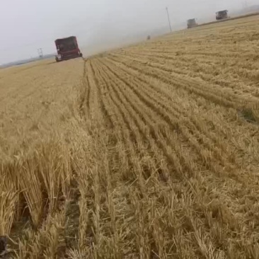 小麦