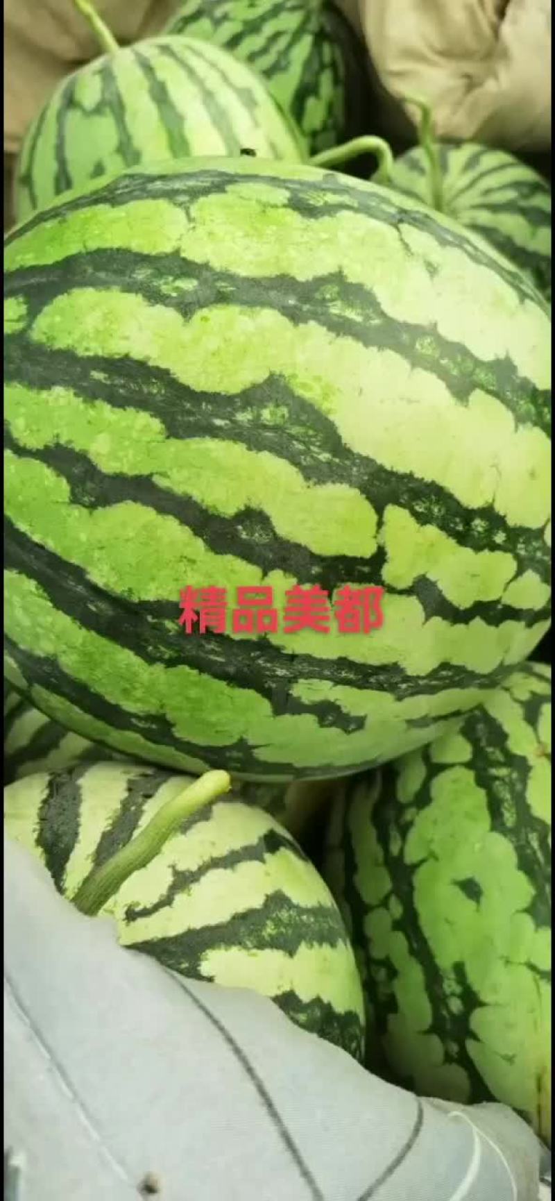 通许县美都，龙卷风大量上市中