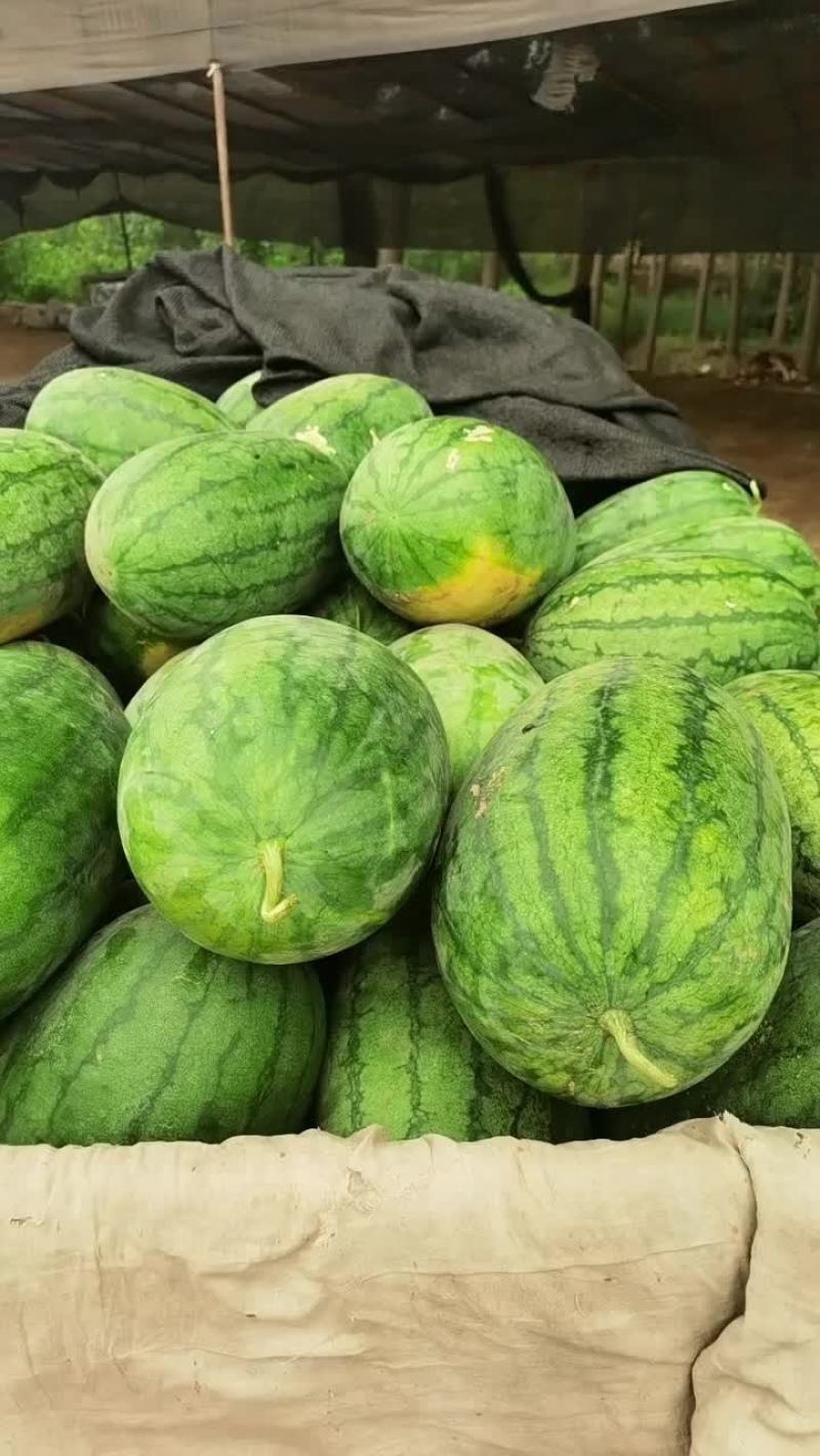 通许县美都，龙卷风大量上市中