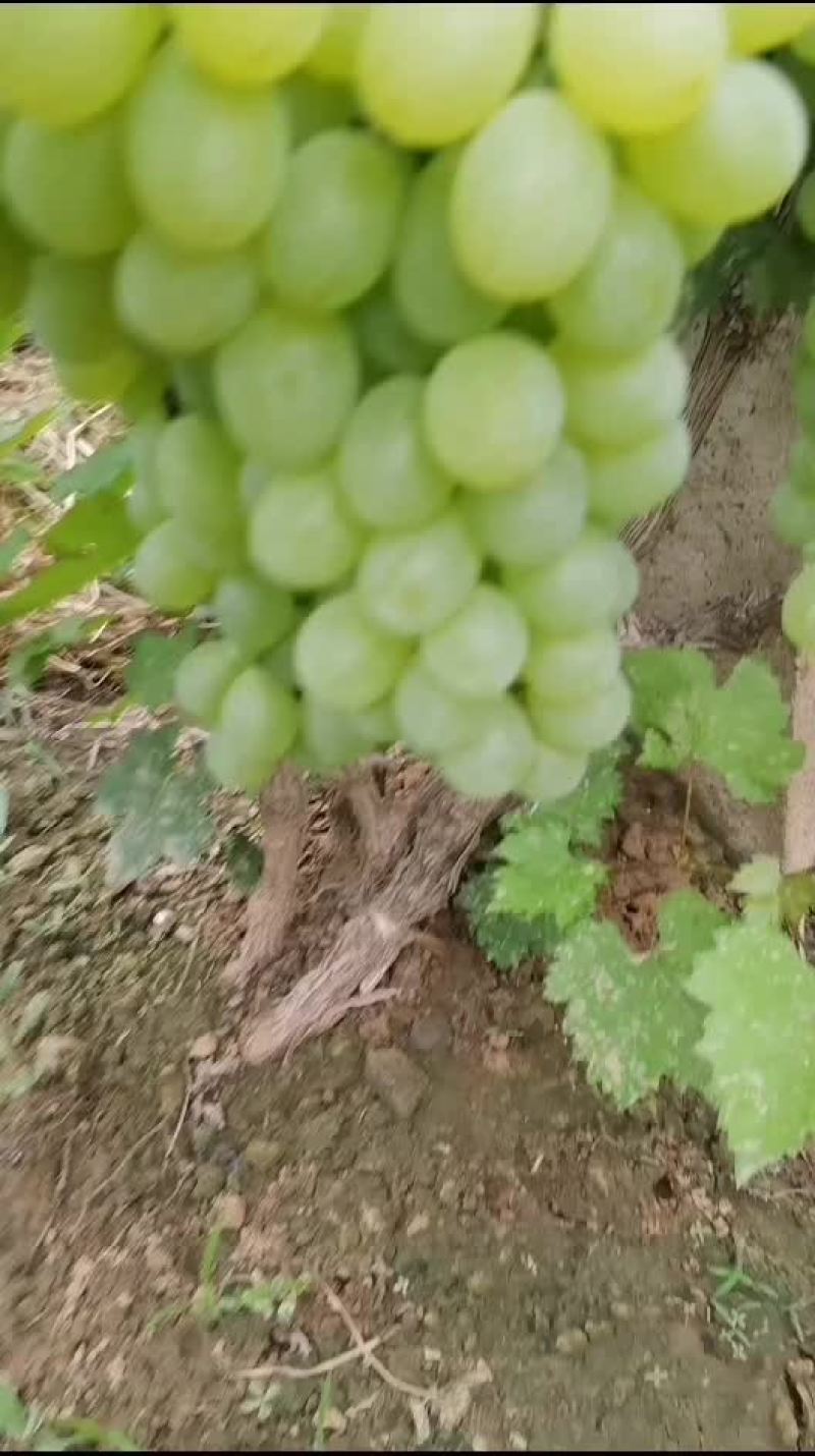 维多利亚