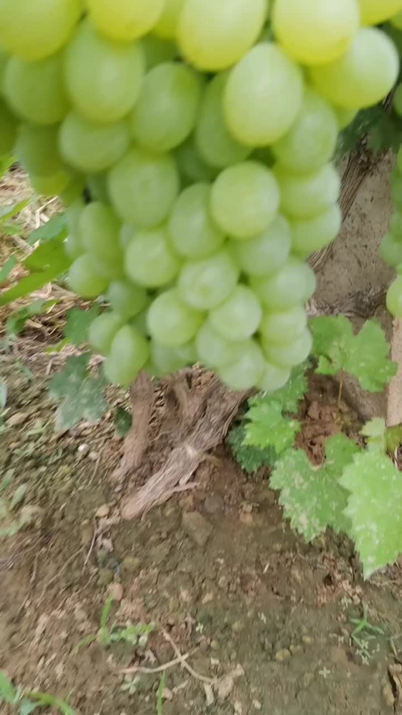 维多利亚
