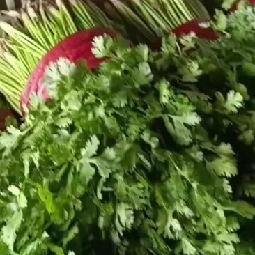香菜