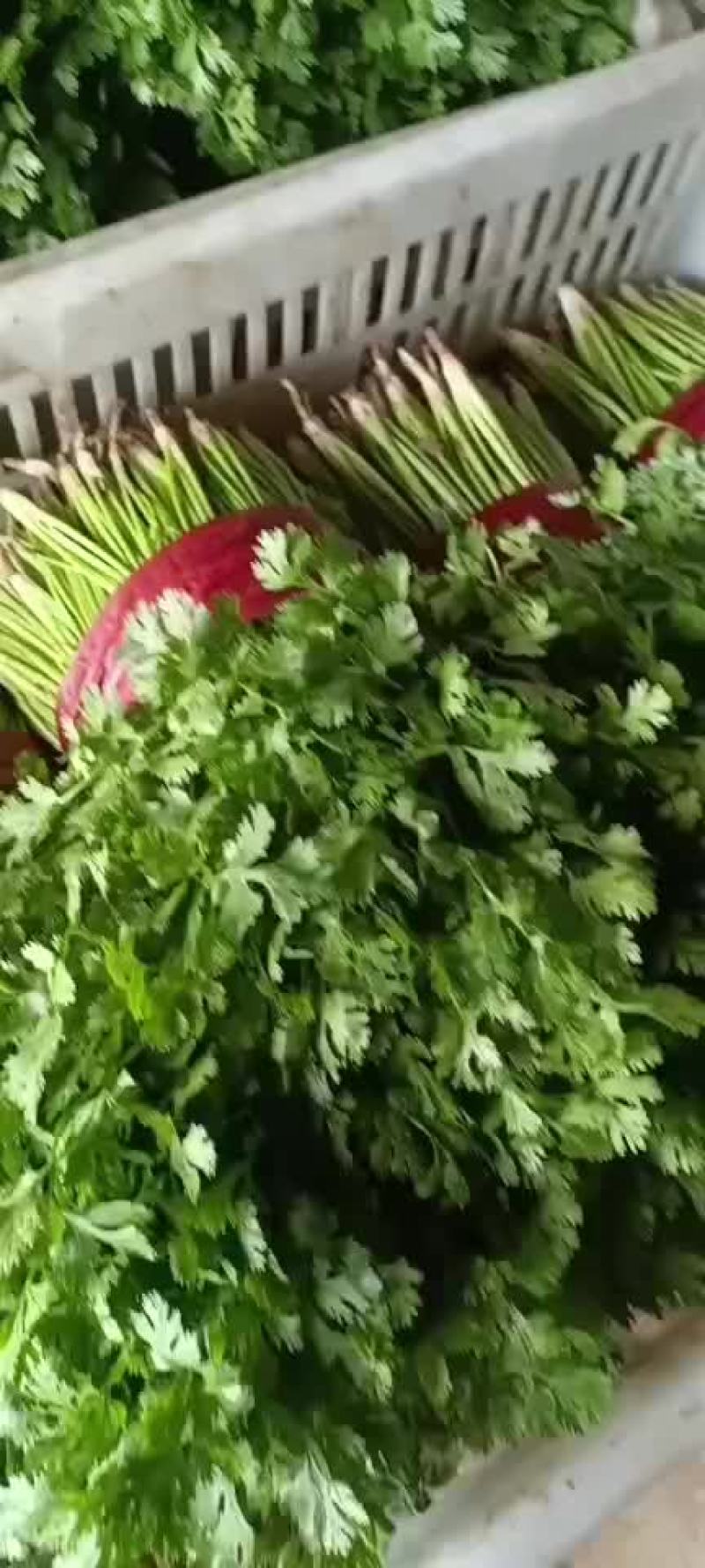 香菜