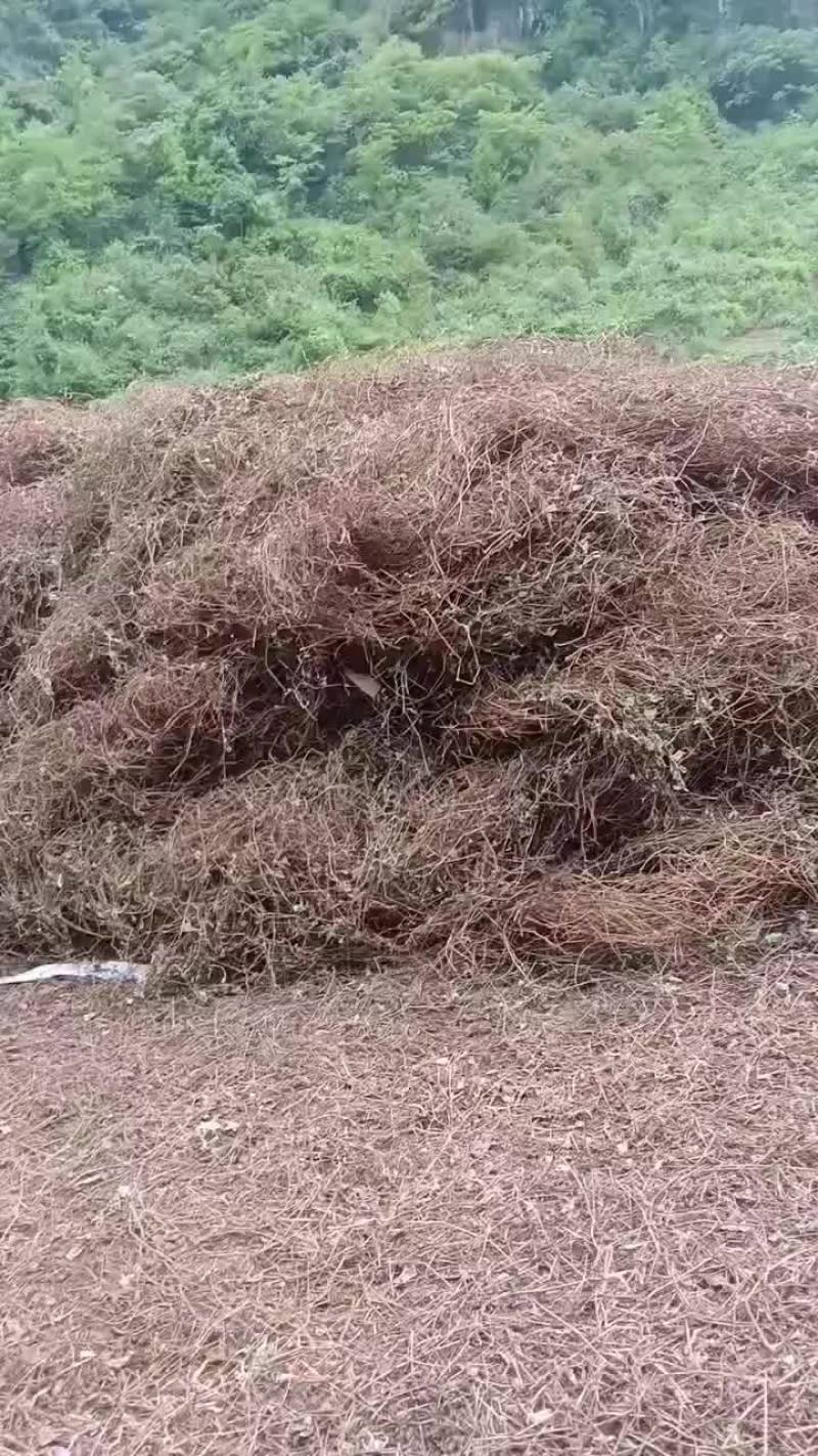 贵州头花蓼