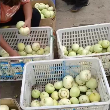 甜宝甜瓜