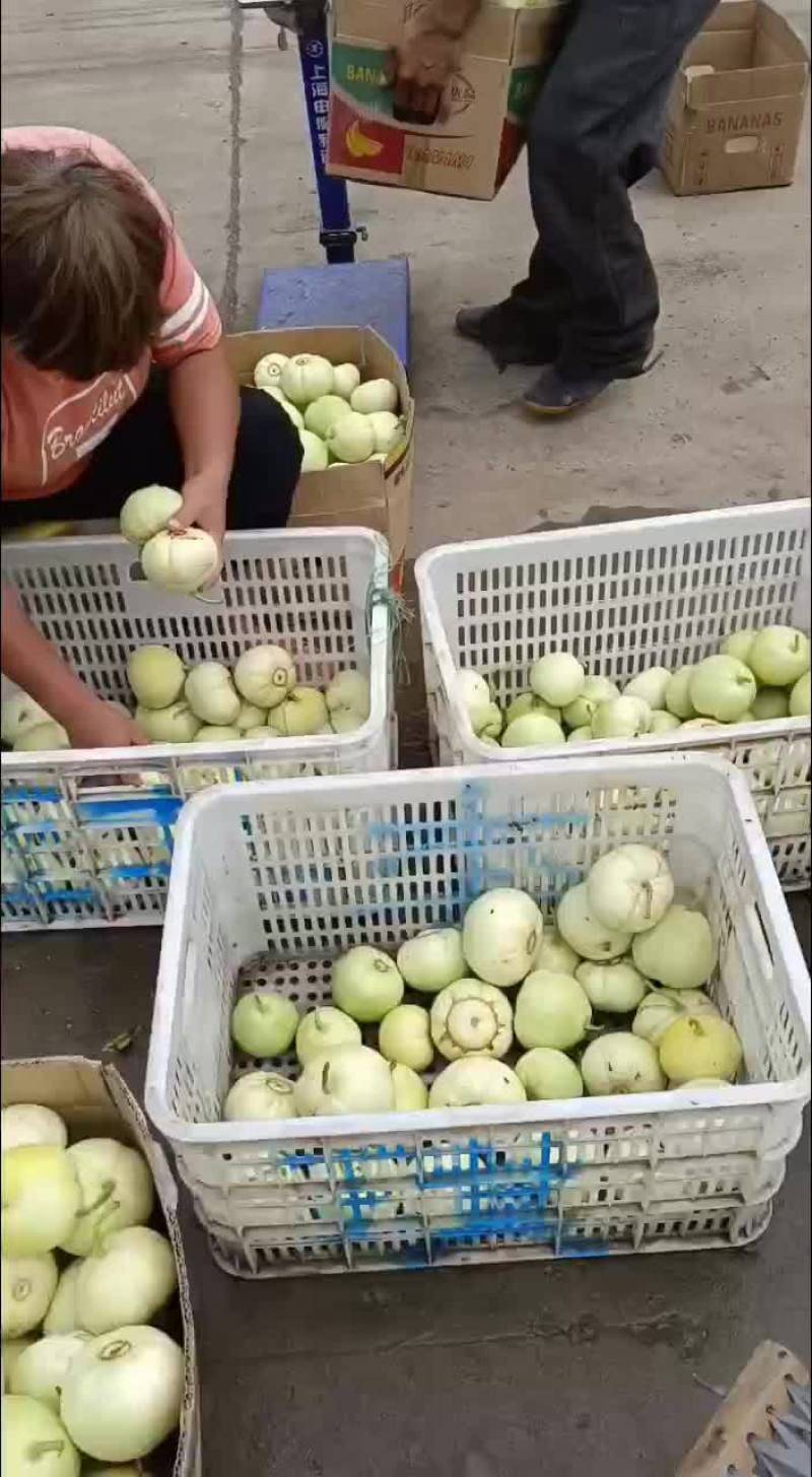 甜宝甜瓜