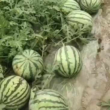 麒麟瓜