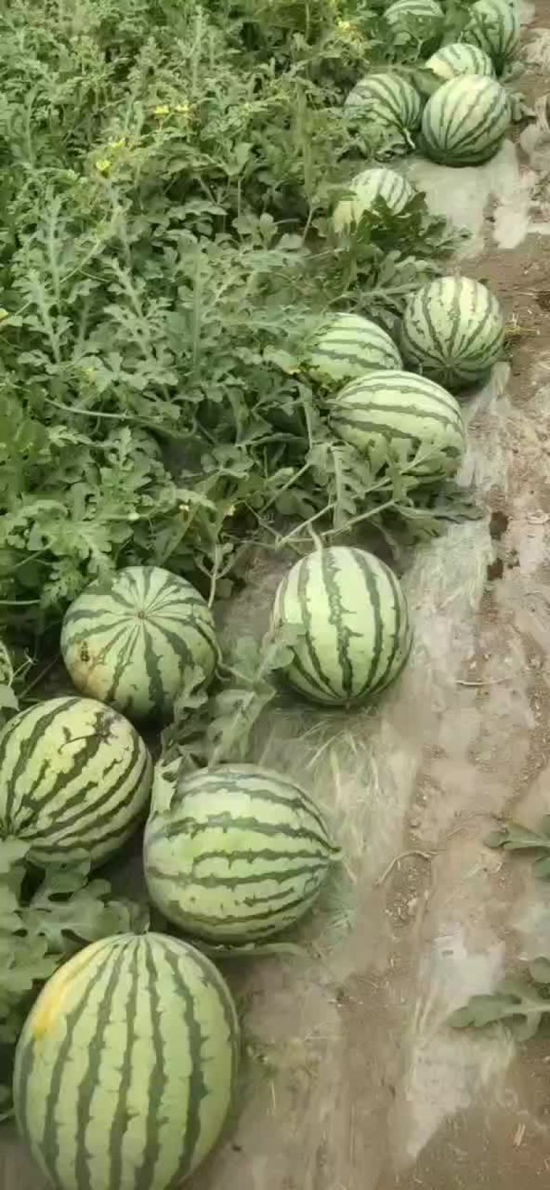 麒麟瓜