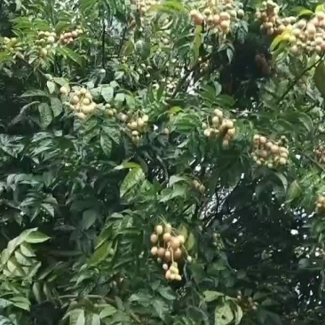 黄皮