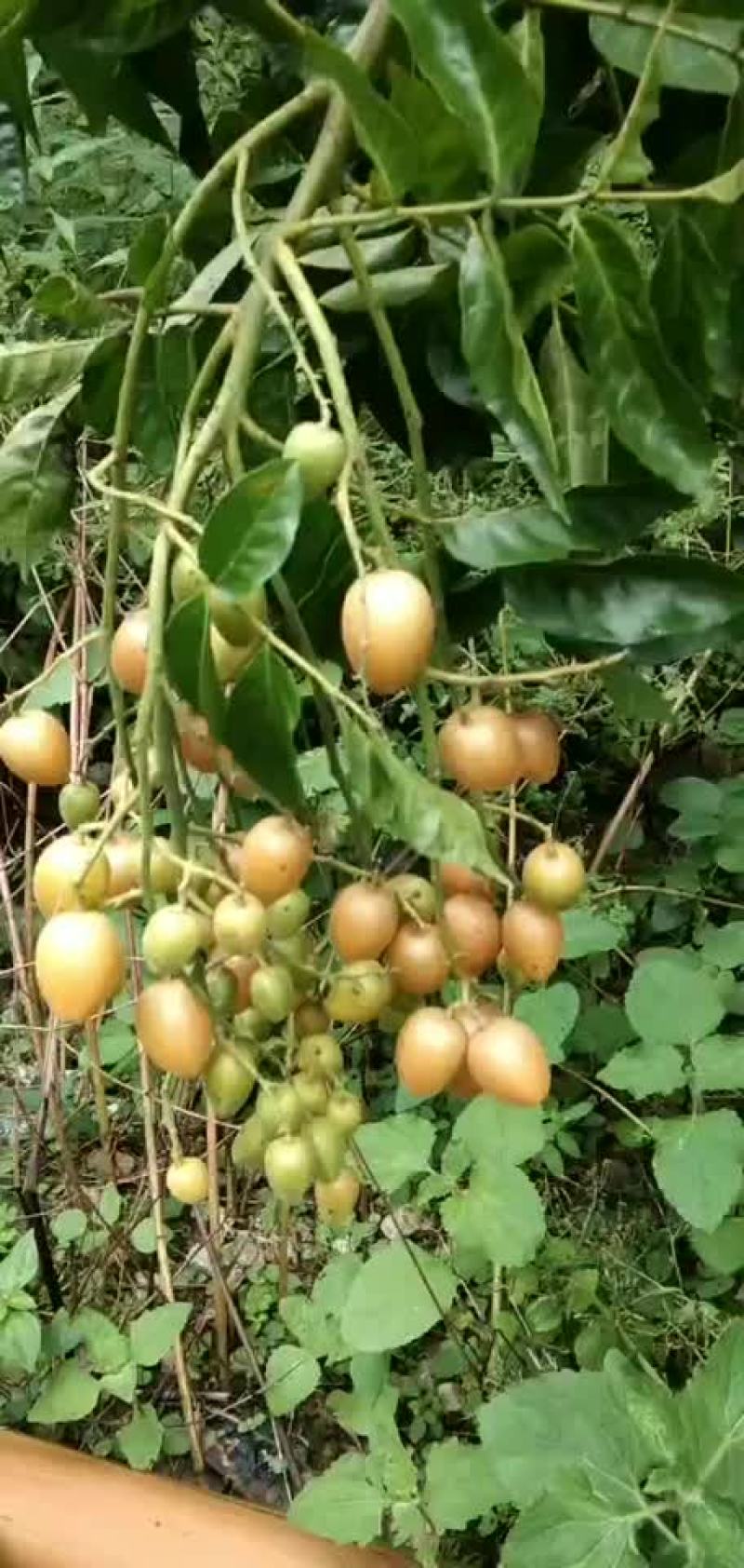 黄皮