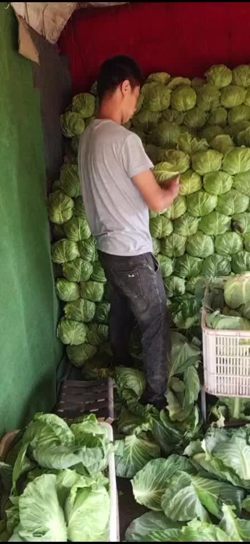 大棚甘蓝。萱。绿。