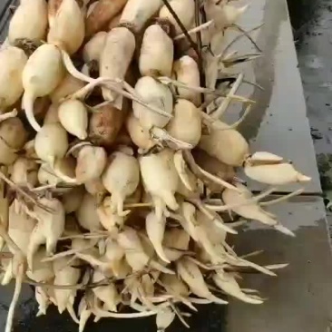 新鲜35莲藕，皮色特别白嫩，条形直，个头大，藕节圆，