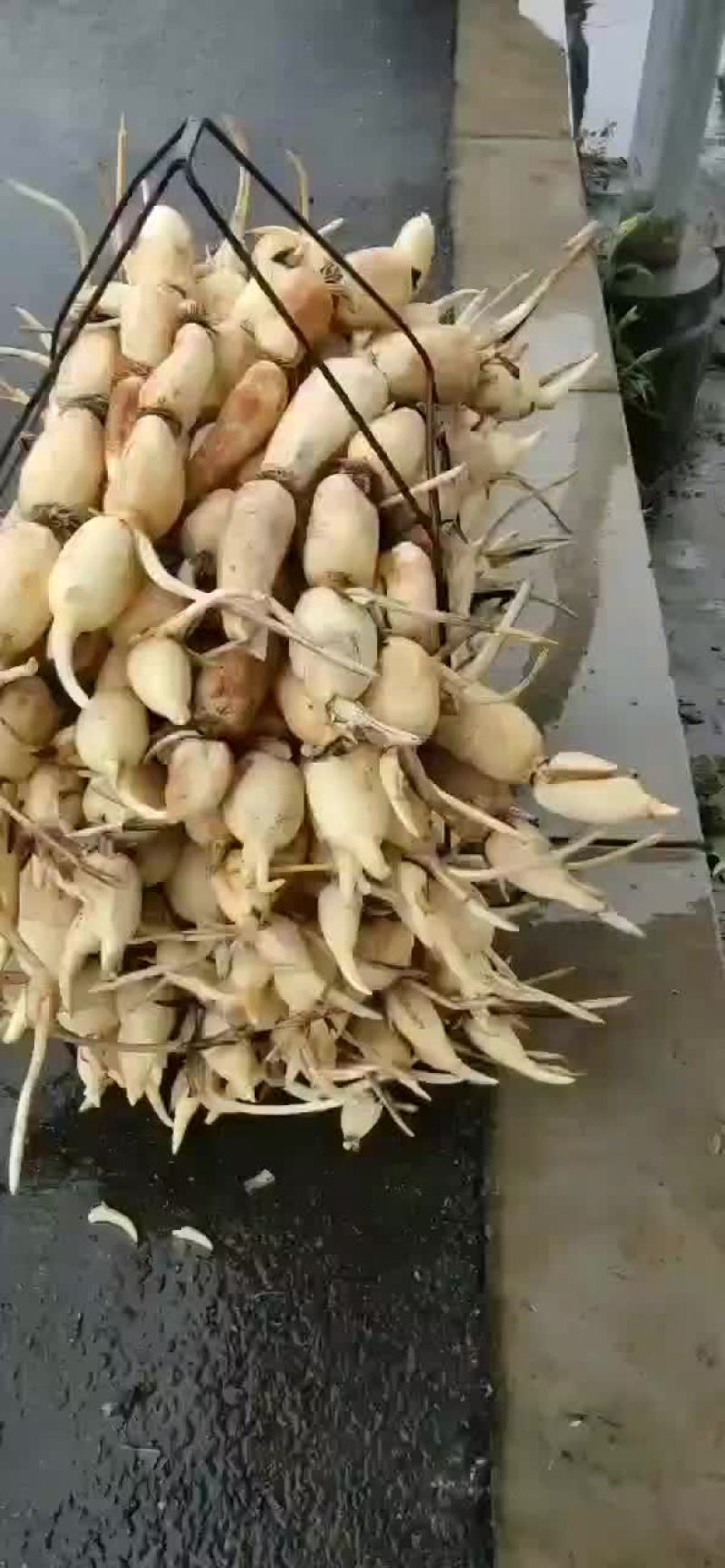 新鲜35莲藕，皮色特别白嫩，条形直，个头大，藕节圆，