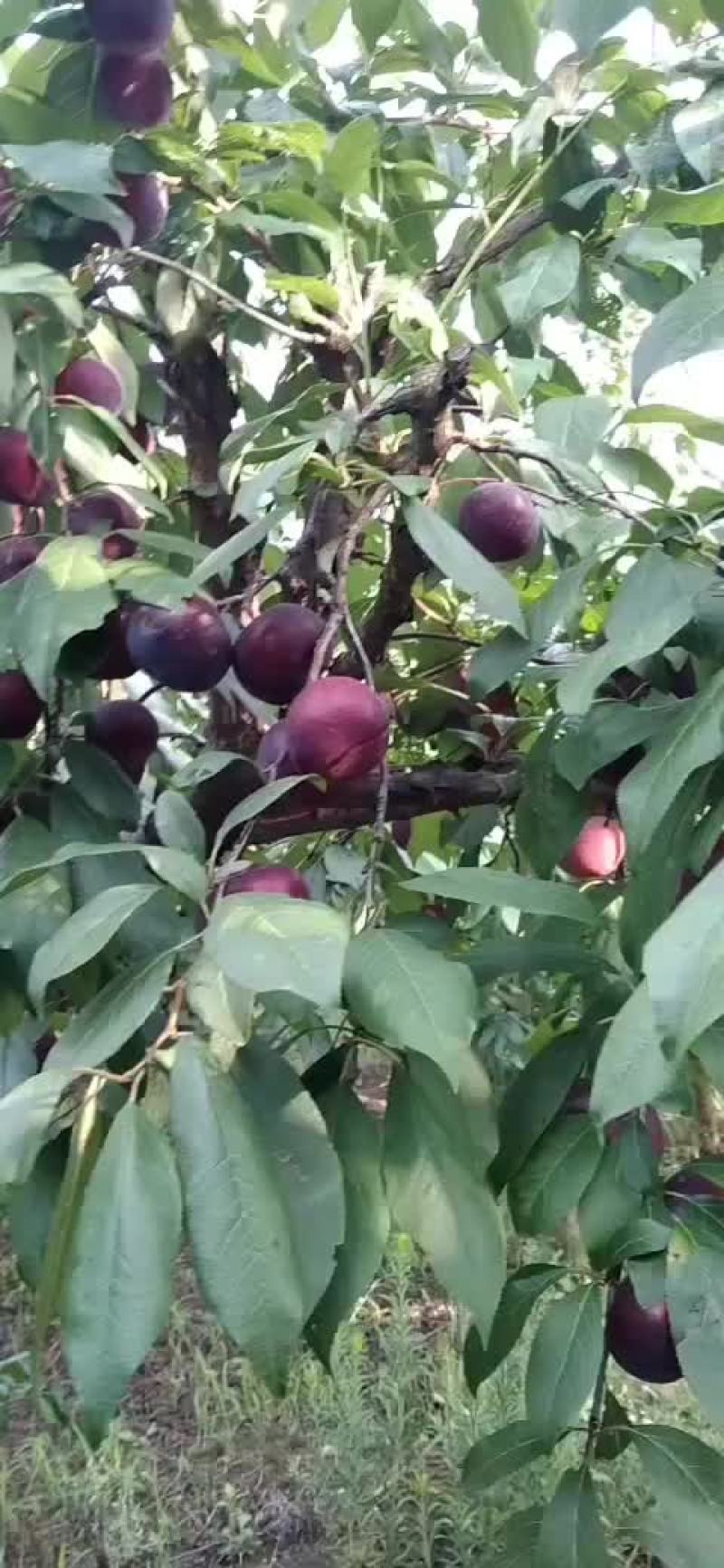 小宝石