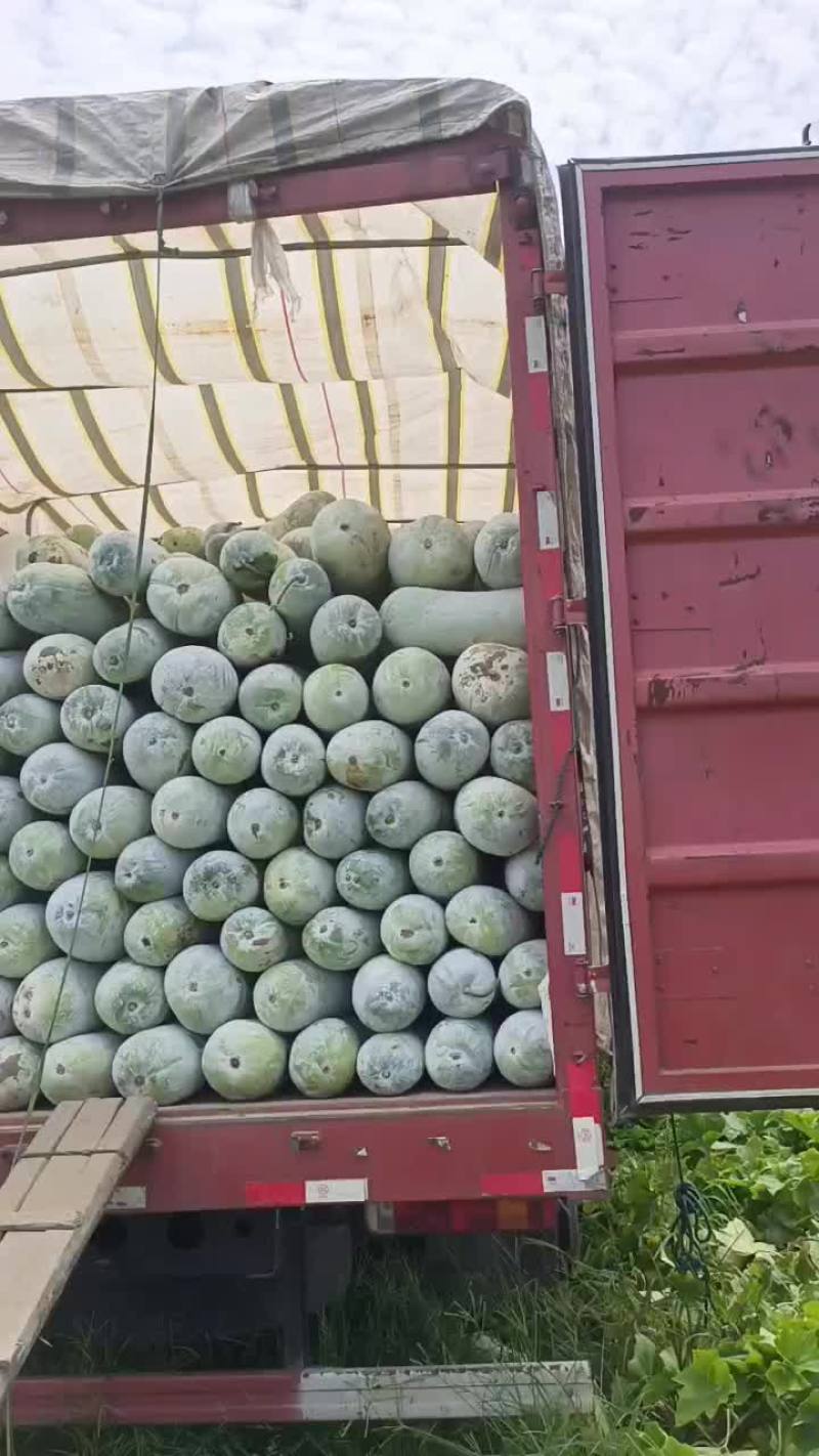 白皮冬瓜