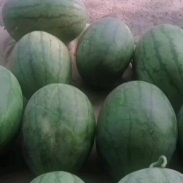西瓜薄皮大红瓤，耐运输，个头大