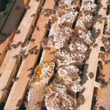 土蜂蜜