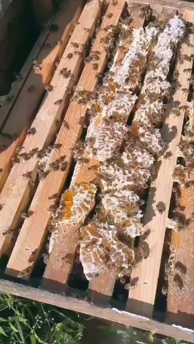 土蜂蜜