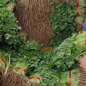 大量出售拔根芹菜，代收