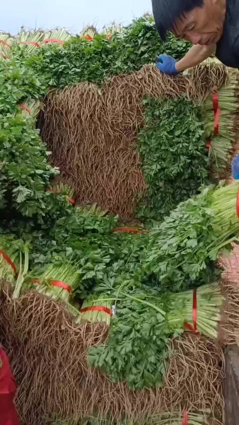 大量出售拔根芹菜，代收
