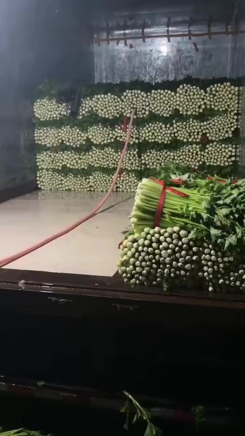 大量出售拔根芹菜，代收