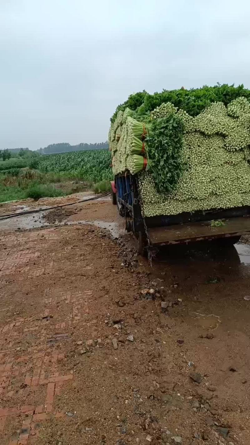 大量出售拔根芹菜，代收