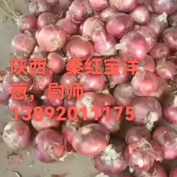 陕西秦宝洋葱