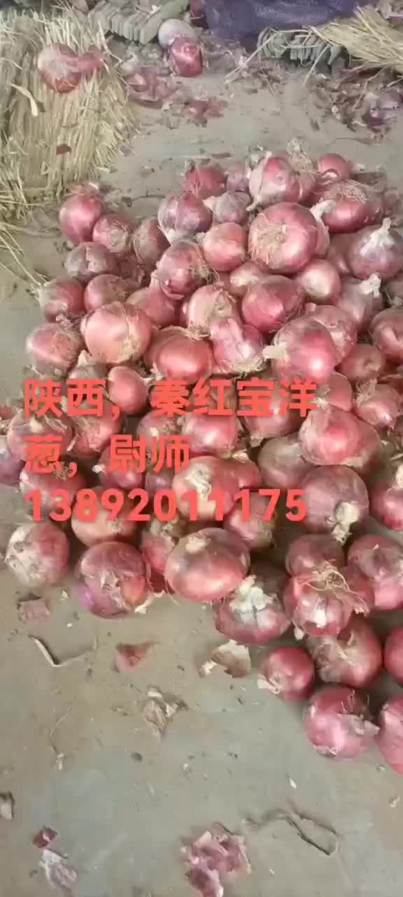 陕西秦宝洋葱