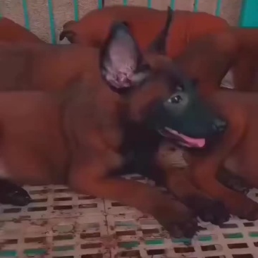 爆红马犬