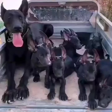 黑狼犬