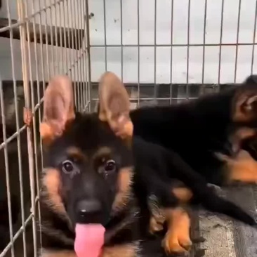 牧羊犬