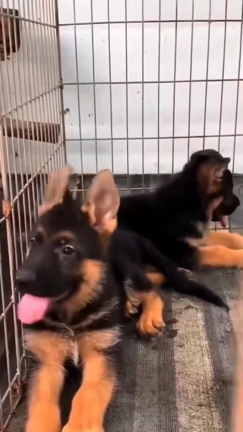 牧羊犬