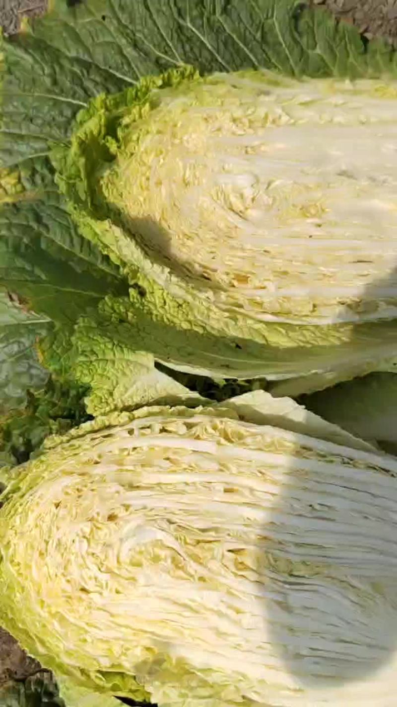黄心白菜